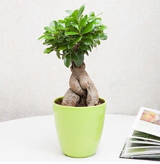 Ficus Ginseng Bonsai  Ankara ankaya 14 ubat sevgililer gn iek 