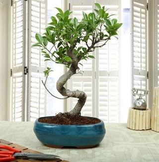 Amazing Bonsai Ficus S thal  Ankara ankaya internetten iek siparii 