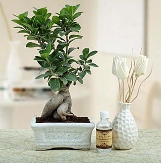 Ginseng ficus bonsai  Ankara ankaya iekiler 