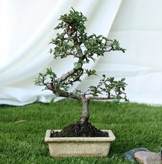 Fashionable Ulmus S Shape Bonsai thal  Ankara ankaya yurtii ve yurtd iek siparii 