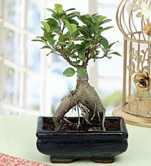 Appealing Ficus Ginseng Bonsai  Ankara ankaya anneler gn iek yolla 