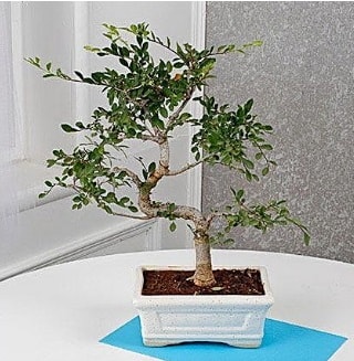 Unique Ulmus S Shaped Bonsai  Ankara ankaya iek online iek siparii 