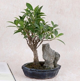 Japon aac Evergreen Ficus Bonsai  Ankara ankaya iek gnderme sitemiz gvenlidir 