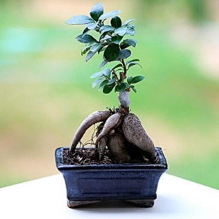 Marvellous Ficus Microcarpa ginseng bonsai  Ankara ankaya iek siparii vermek 