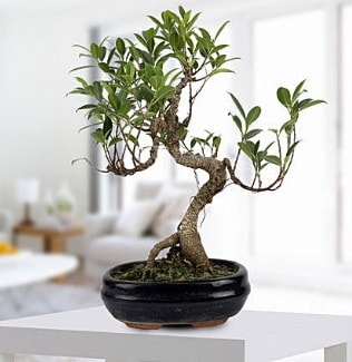 Gorgeous Ficus S shaped japon bonsai  Ankara ankaya yurtii ve yurtd iek siparii 