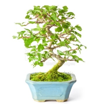 S zerkova bonsai ksa sreliine  Ankara ankaya ankaya nternetten iek siparii 