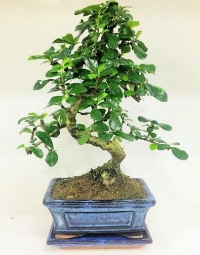 S Bonsai japon aac bitkisi  Ankara ankaya uluslararas iek gnderme 