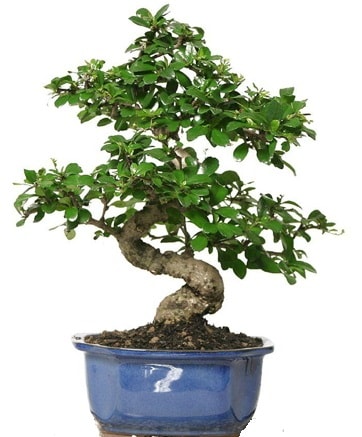 21 ile 25 cm aras zel S bonsai japon aac  Ankara ankaya ieki telefonlar 