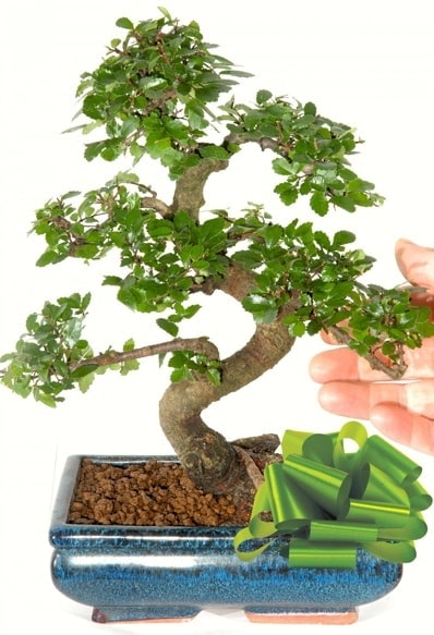 Yaklak 25 cm boyutlarnda S bonsai  Ankara ankaya iek siparii sitesi 