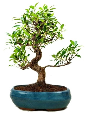 25 cm ile 30 cm aralnda Ficus S bonsai  Ankara ankaya iek gnderme sitemiz gvenlidir 