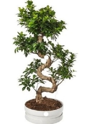 90 cm ile 100 cm civar S peyzaj bonsai  Ankara ankaya iek gnderme sitemiz gvenlidir 