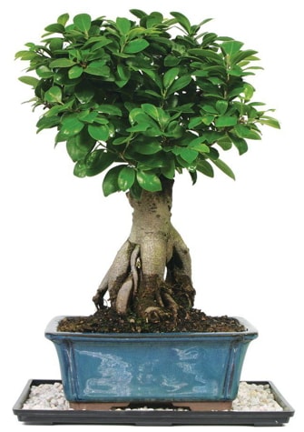 Bonsai Ginsing Grafted Ficus Bonsai  Ankara ankaya iek yolla 